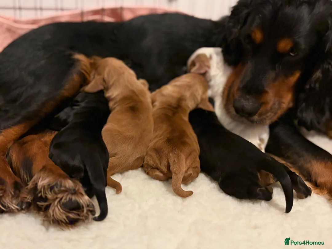 Cocker Spaniel dogs for sale: Beautiful cocker spaniel boy  - Advert 6