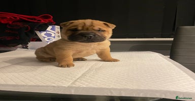 Shar Pei dogs Shar  Pei puppies  - Advert 14