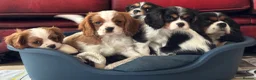 Cavalier King Charles Spaniel dogs for sale: Pedigree Cavalier King Charles Spaniel Puppies - Advert 14