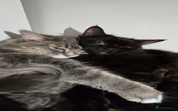 Maine Coon cats for sale: Amazing Mainecoon - Advert 20