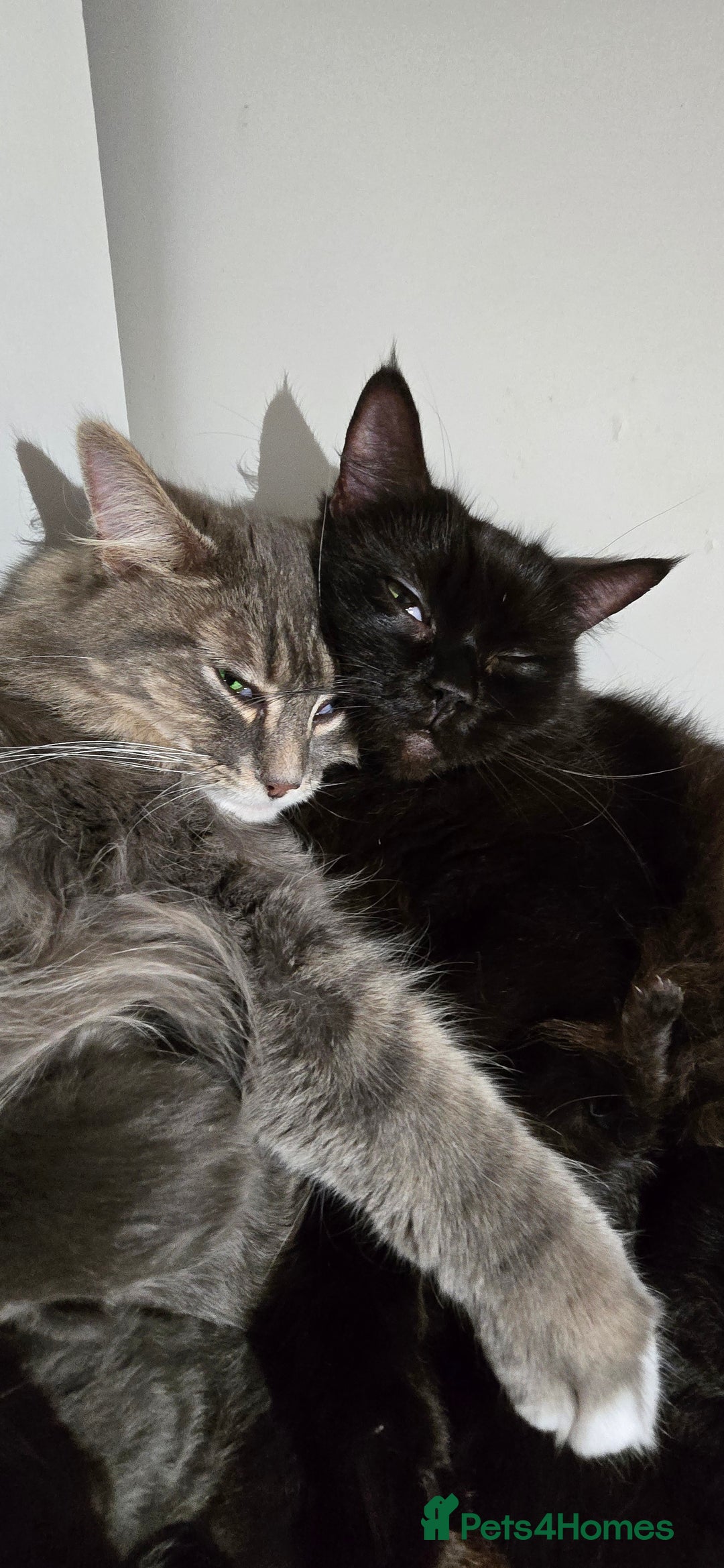 Maine Coon cats for sale: Amazing Mainecoon - Advert 20