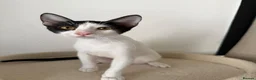 Domestic Shorthair cats for sale: Felix & Tux: Affectionate, Cuddly, and Curious - Advert 3
