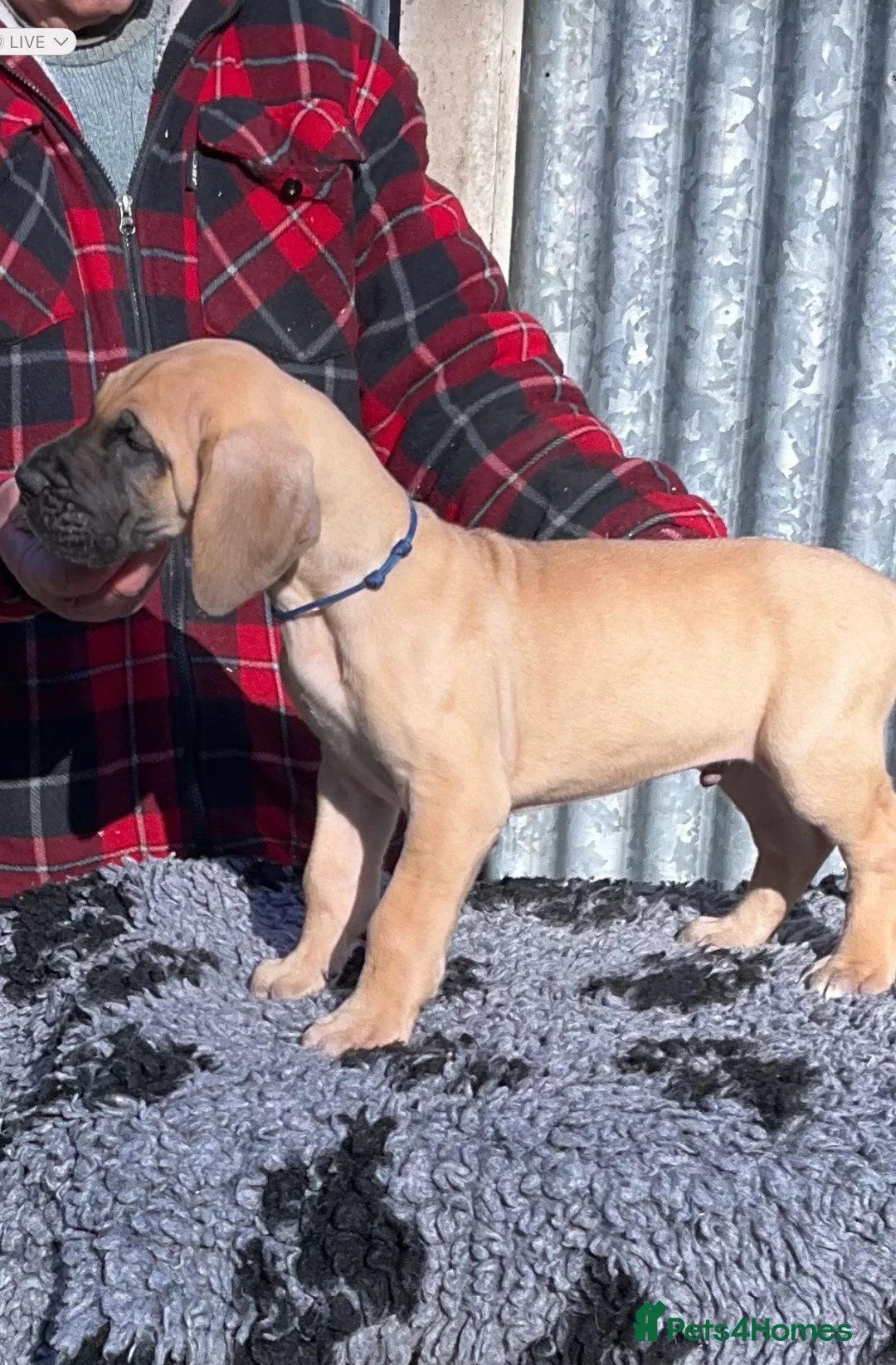 Great Dane dogs for sale: Primus Great Danes - Advert 1