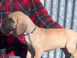 Great Dane dogs Primus Great Danes - Advert 1