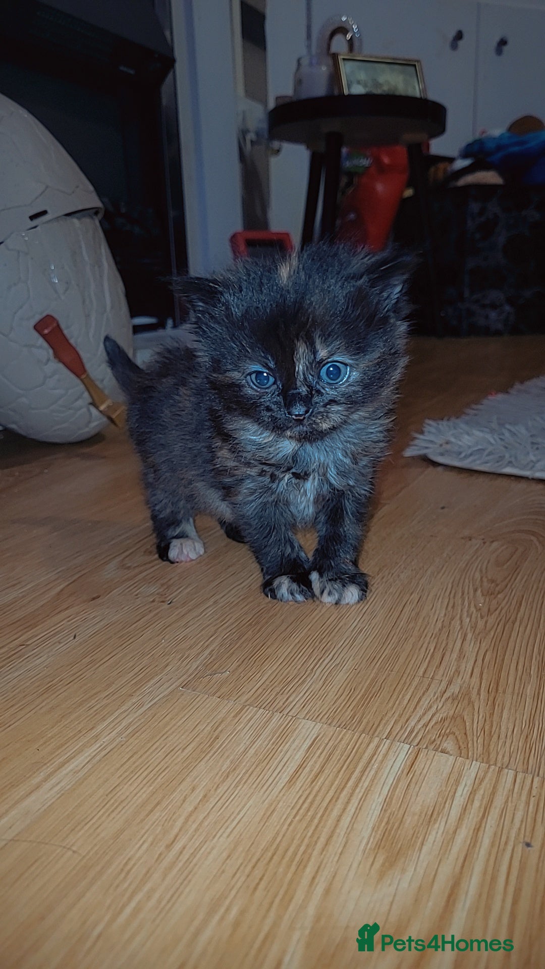 Mixed Breed cats Beautiful mixed kittens  - Advert 12