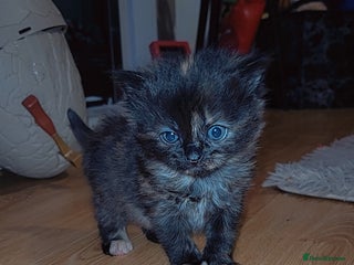 Mixed Breed cats Beautiful mixed kittens - Advert 12