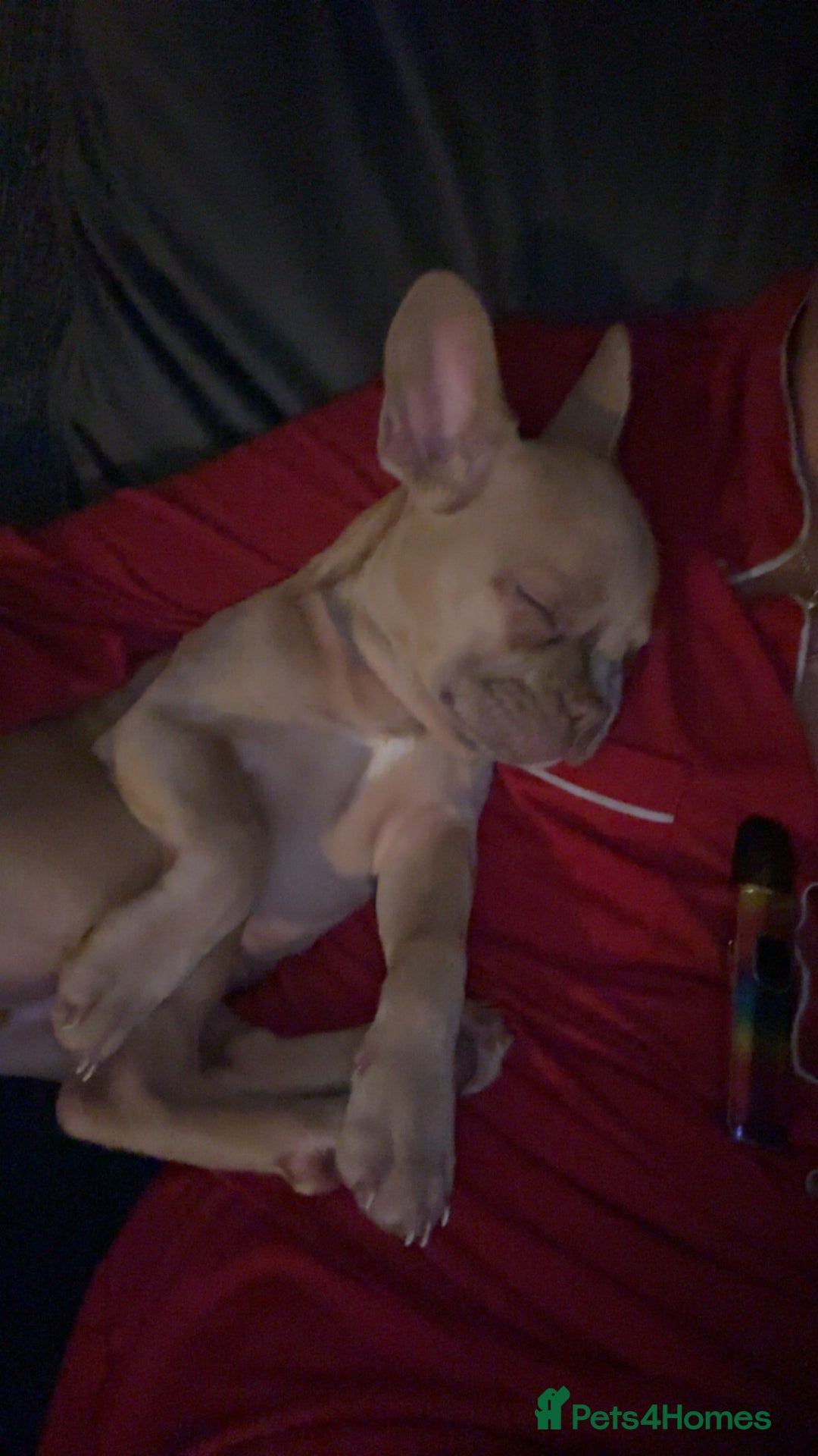 French Bulldog dogs for sale: Daisy - Advert 5
