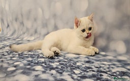 British Shorthair cats for sale: Excellent Scottish straight and fold kittens - Image 23
