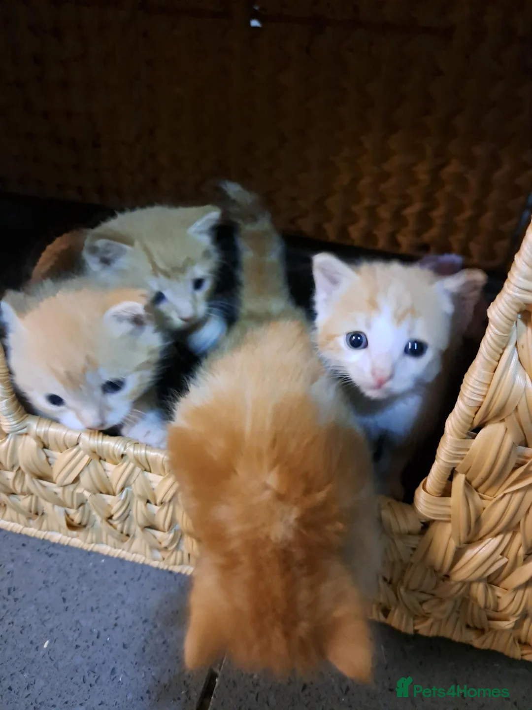 British Shorthair cats for sale: Ginger kittens in West Bromwich - Advert 8