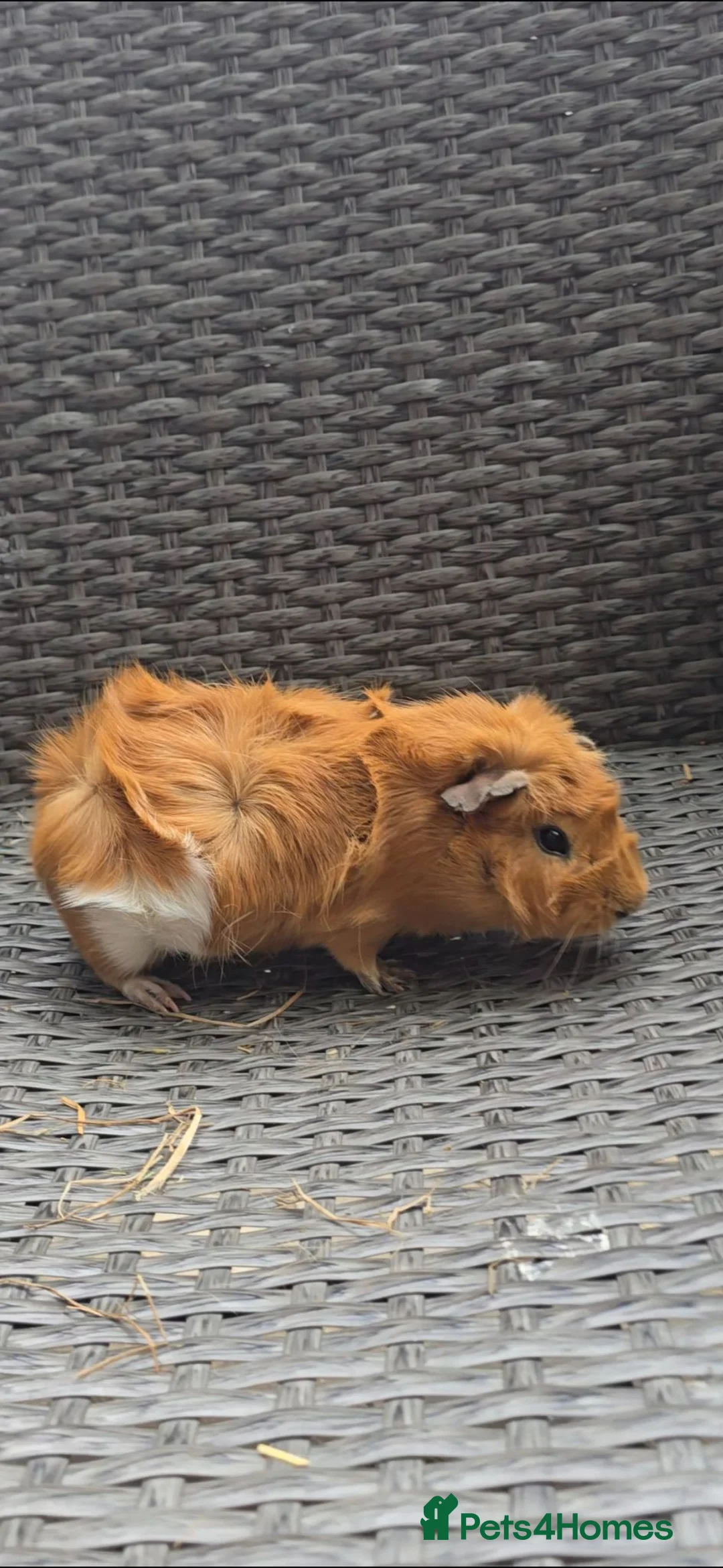 Guinea Pig rodents for sale: Ginipigs  - Advert 2