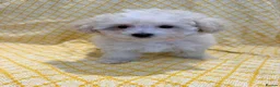 Maltipoo dogs for sale: Beautiful heath tested f1 Malitpoo babies  - Advert 24