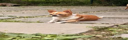 Chihuahua dogs for adoption: RHONDA – Chihuahua - Advert 5