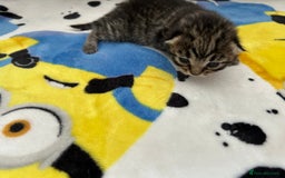 British Shorthair cats for sale: Kitten ready to leave 14th October  - Image 1