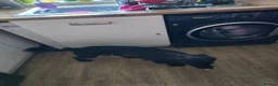 Cockerdor dogs for sale: Cooper in Colchester - Advert 7