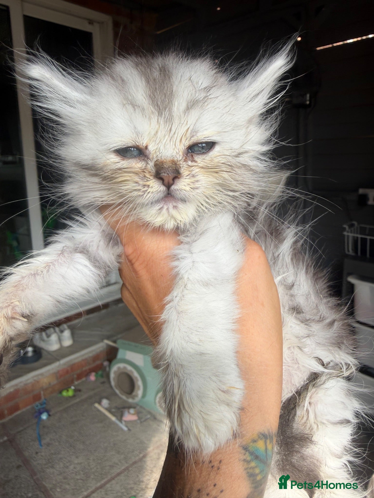 Maine Coon cats 5 Maine coon cross Persian - Advert 1