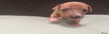 Italian Greyhound Puppy 6