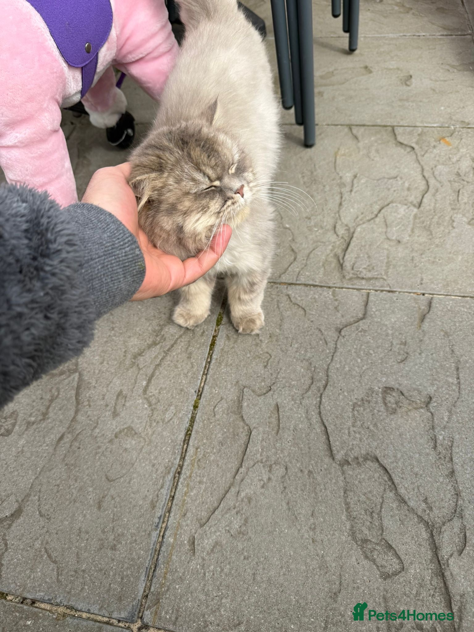 Persian cats Beautiful Persian Cat – Loving Home Needed - Advert 16