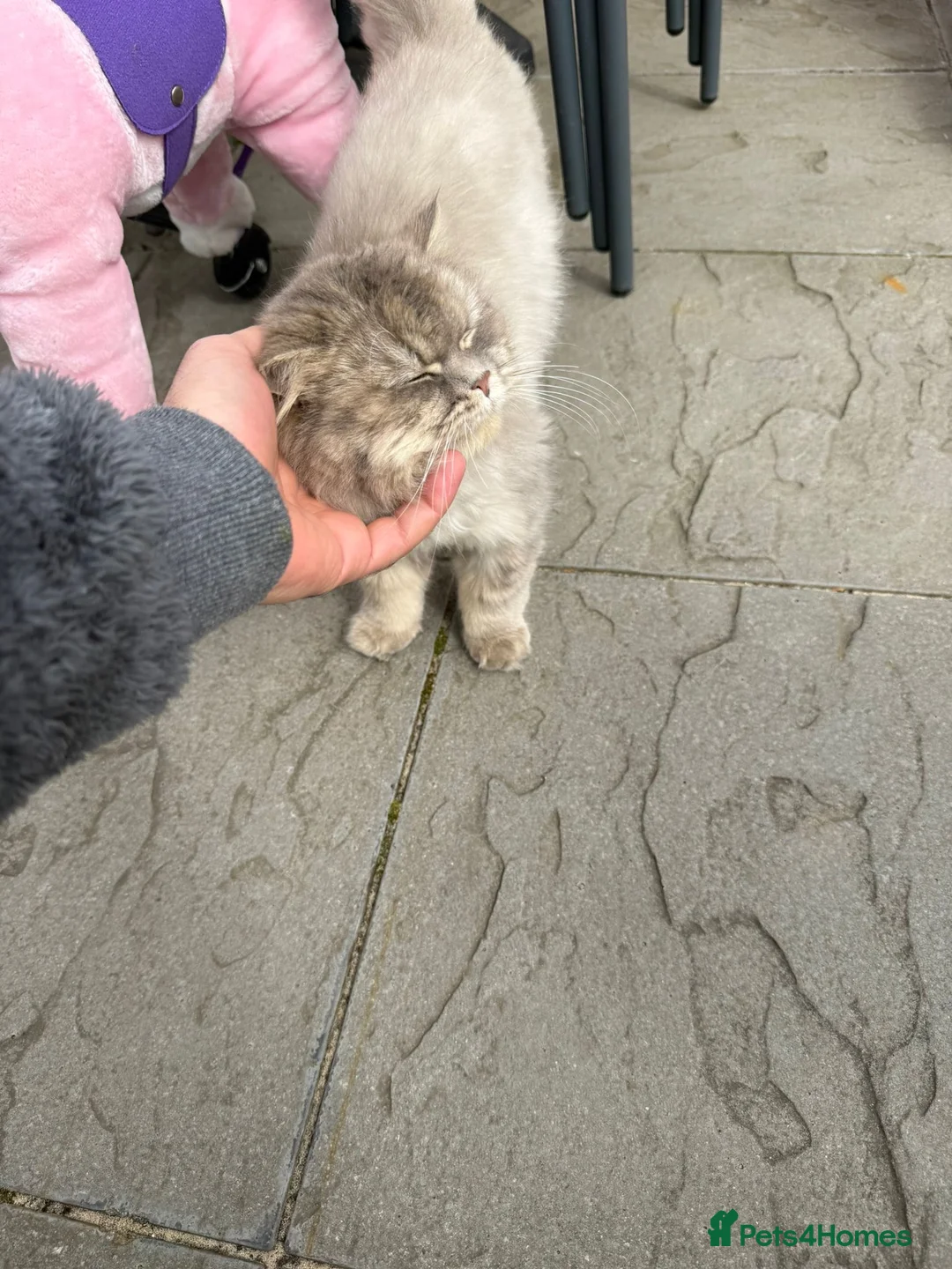 Persian cats for sale: Beautiful Persian Cat – Loving Home Needed - Advert 1