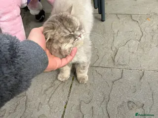 Persian cats Beautiful Persian Cat – Loving Home Needed - Advert 13