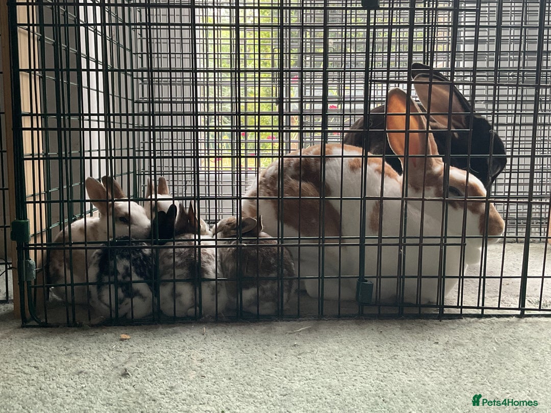 Rex rabbits for sale: Friendly velvety rex rabbits for sale - Image 18