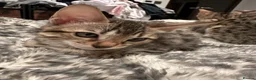 Bengal cats for sale: Sepia Bengal X Savannah kittens Extremely rare  - Advert 6