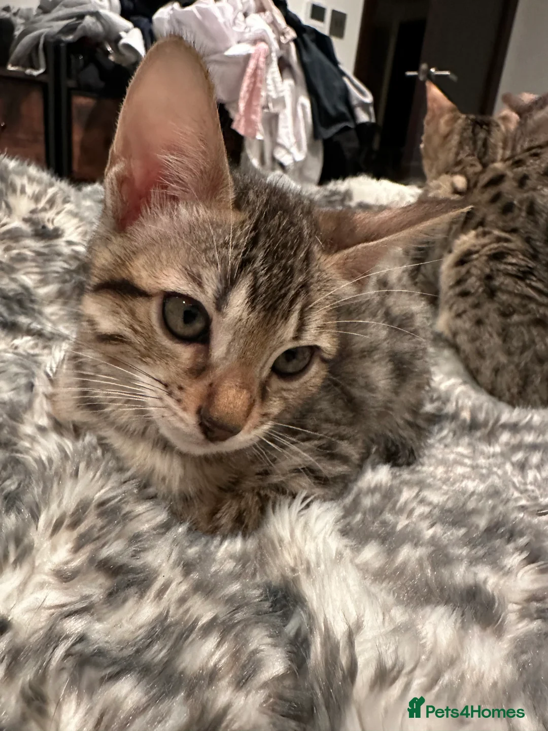 Bengal cats for sale: Sepia Bengal X Savannah kittens Extremely rare  - Advert 6
