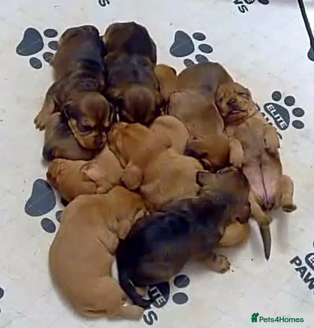 Basset Fauve De Bretagne dogs Basset fauve de bretagne puppies for sale - Advert 1