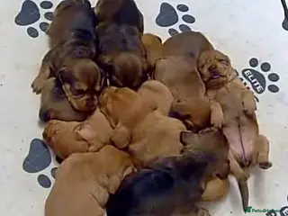 Basset Fauve De Bretagne dogs Basset Fauve de Bretagne Bitch Puppies - Advert 16