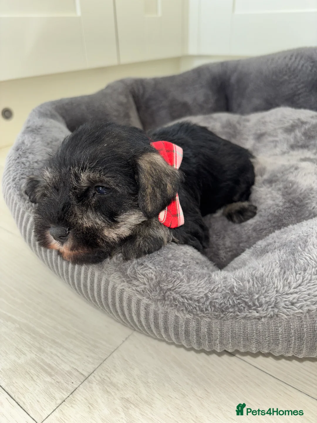 Miniature Schnauzer dogs for sale: 💕Adorable miniature schnauzer puppies💕 - Advert 12