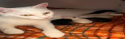 Turkish Angora cats for sale: Kittens x 6, Turkish Angora. White and Tabby in Wembley - Advert 4