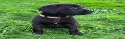 Mixed Breed dogs for sale: HUNTADOR PUPPIES READY FOR THEIR NEW HOMES!  - Advert 13