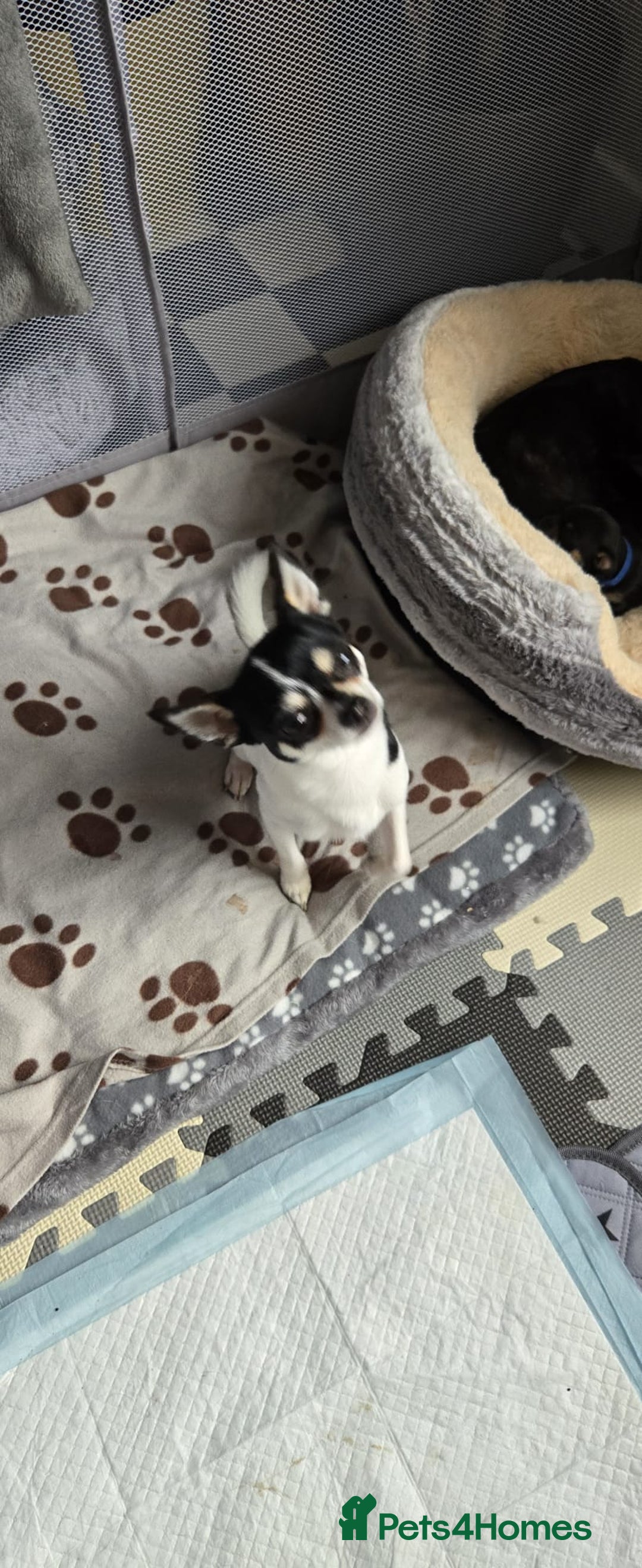 Chihuahua dogs for sale: Chihuahua Puppies - Image 15