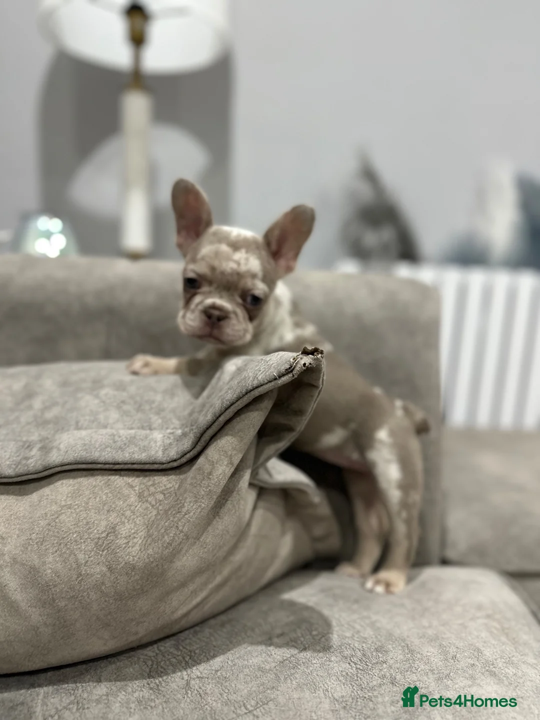 French Bulldog dogs for sale: French bulldogs  - Advert 2