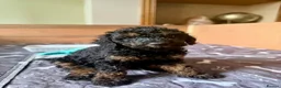 Cockapoo dogs for sale: Ready Now f1b Black & Brown Cockapoo Puppies! 🐾 - Advert 28