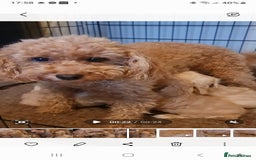 Maltipoo dogs for sale: Maltipoo puppies for sale - Image 25