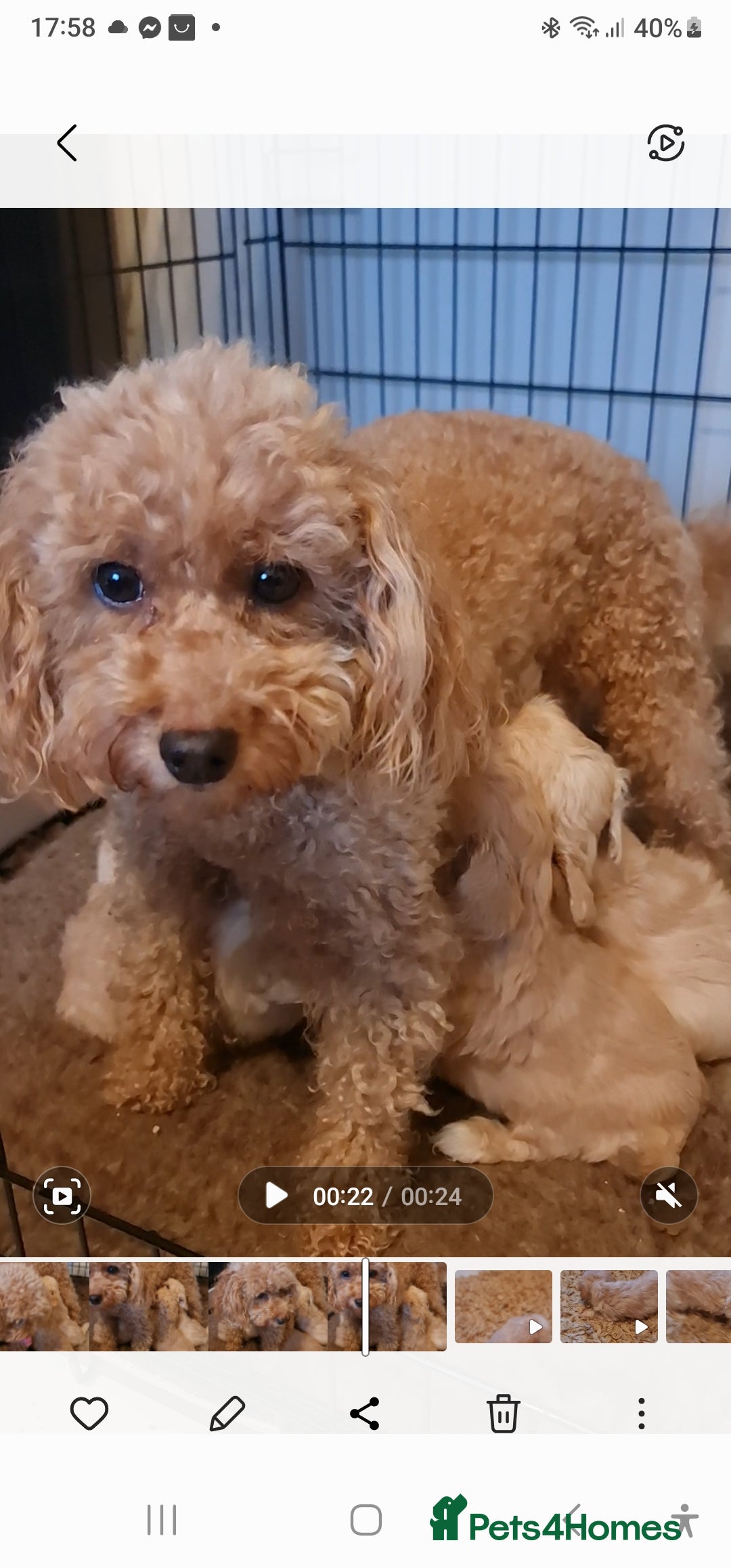 Maltipoo dogs for sale: Maltipoo puppies for sale - Image 25
