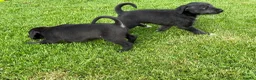 Mixed Breed dogs for sale: First Cross Bedlington Whippets in Whitby - Advert 9