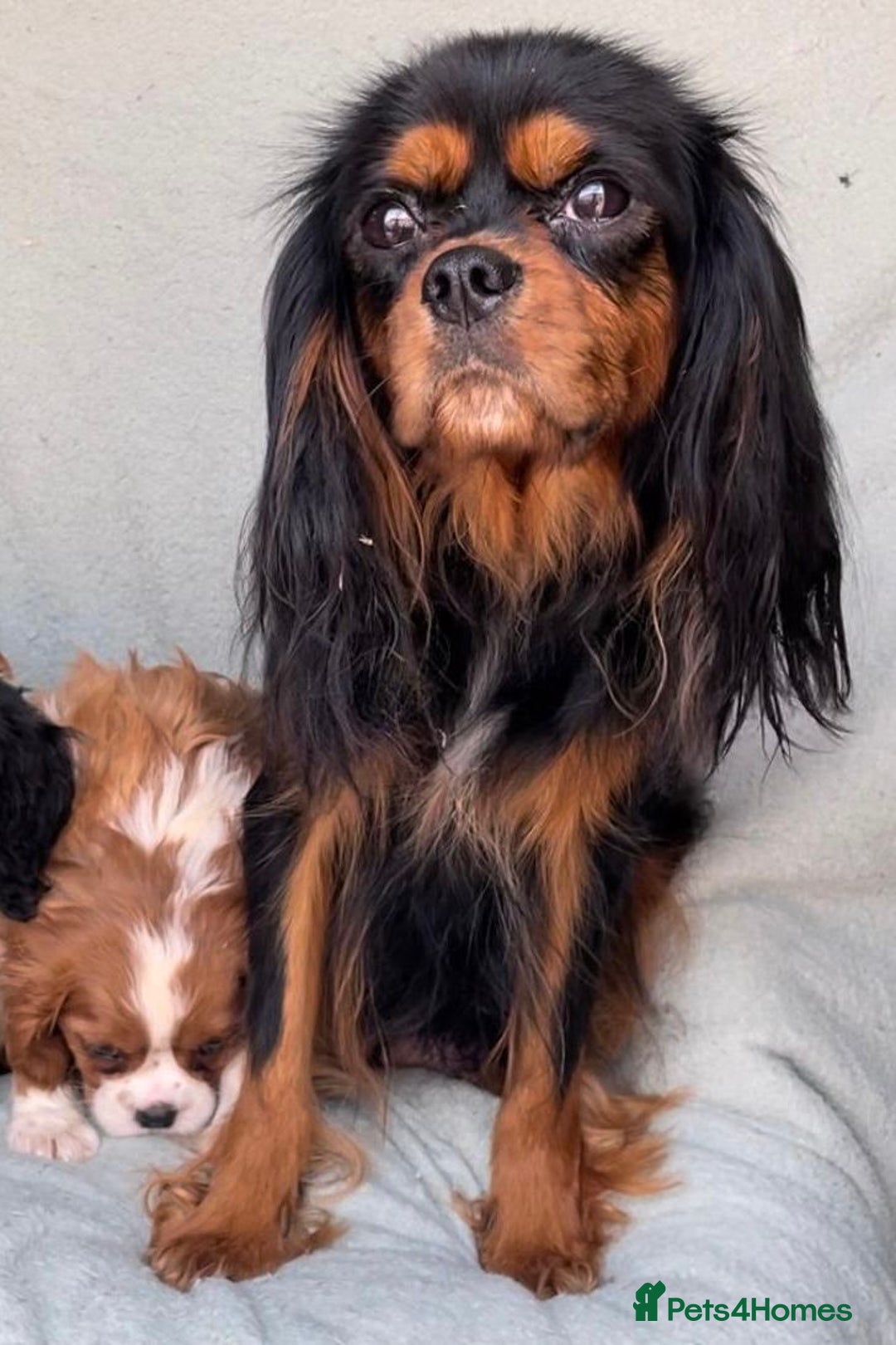 Cavalier King Charles Spaniel dogs for sale: 🌟 1st vaccine, vet checked & microchipped 🌟 - Advert 2