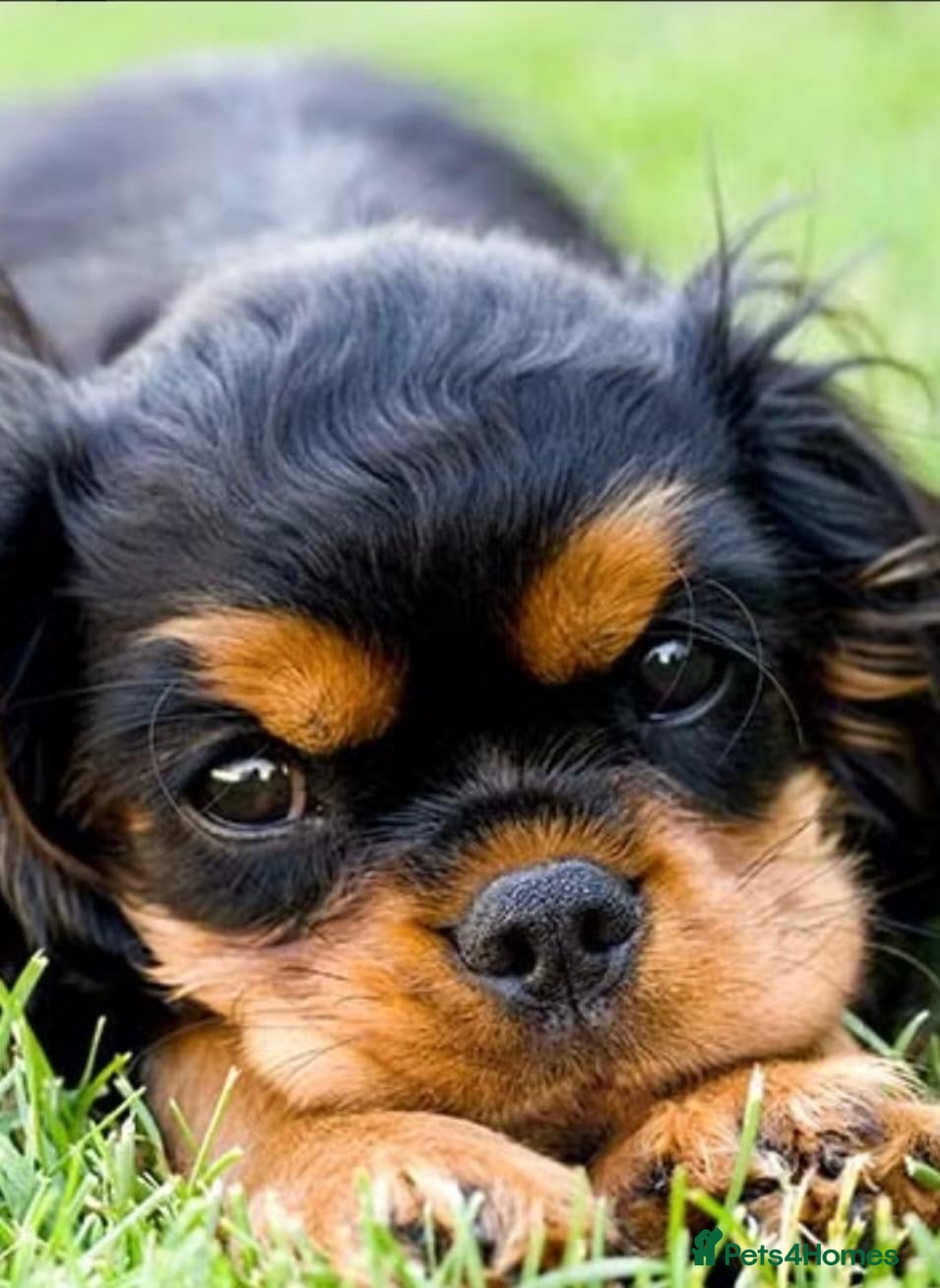Cavalier King Charles Spaniel dogs Cavalier King Charles Spaniels - Advert 2