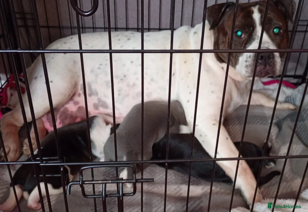 Mixed Breed dogs for sale: Staffy Pups  in Huddersfield - Advert 1