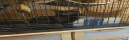 Maine Coon cats for sale: maine coon cross in Tiverton - Advert 3