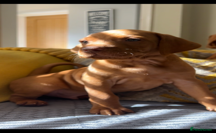 Hungarian Vizsla dogs - Advert 1