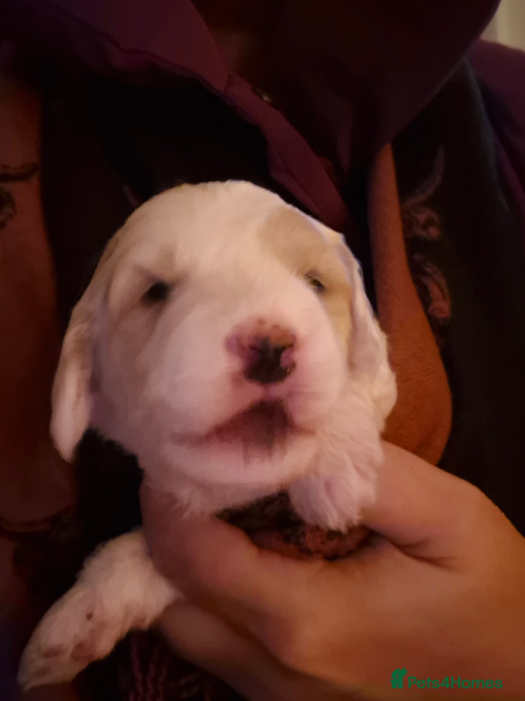 Mixed Breed dogs for sale: F2b cockerpoo pups all girls  - Advert 3