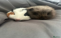 Guinea Pig rodents for sale: 2 guinea pigs free to good home - Image 7