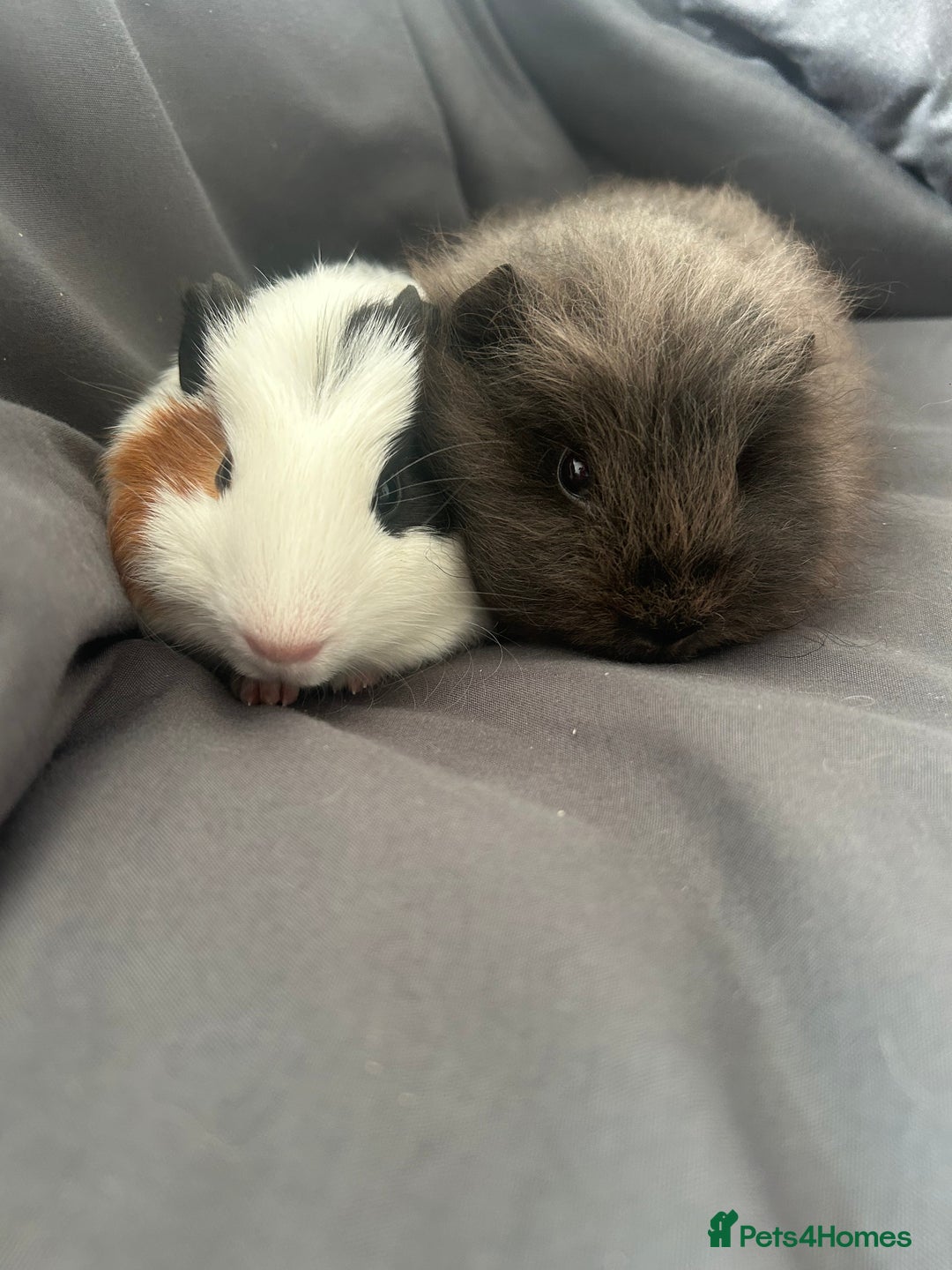 Guinea Pig rodents for sale: 2 guinea pigs free to good home - Image 7