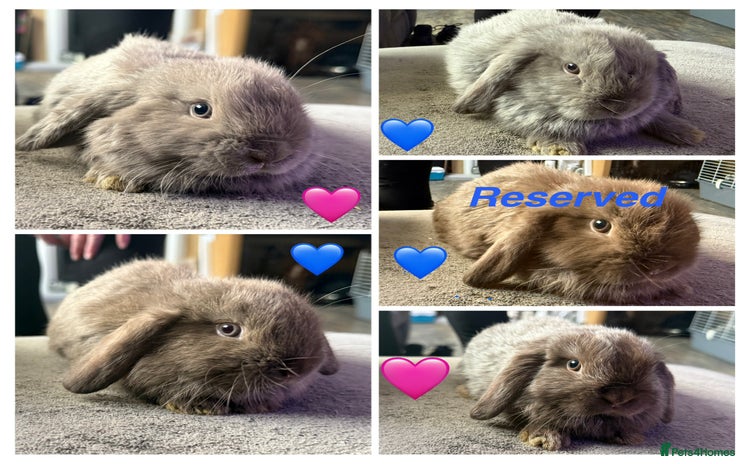 Mini Lop rabbits - Advert 14