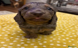 Dachshund dogs for sale: Long haired dachshunds  - Image 4