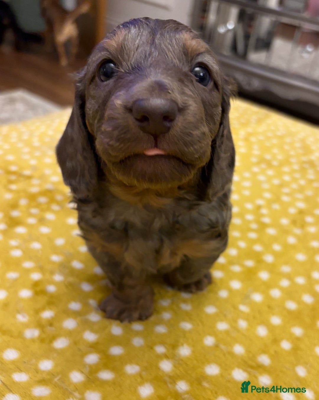 Dachshund dogs for sale: Long haired dachshunds  - Image 4