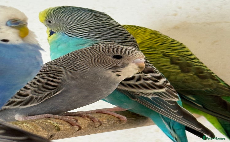 Budgerigars birds - Advert 1
