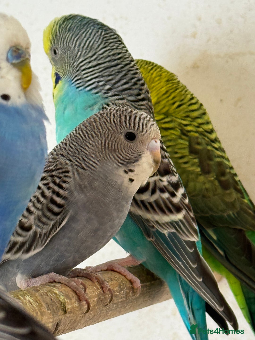 Budgerigars birds for sale: Baby budgies  - Image 1